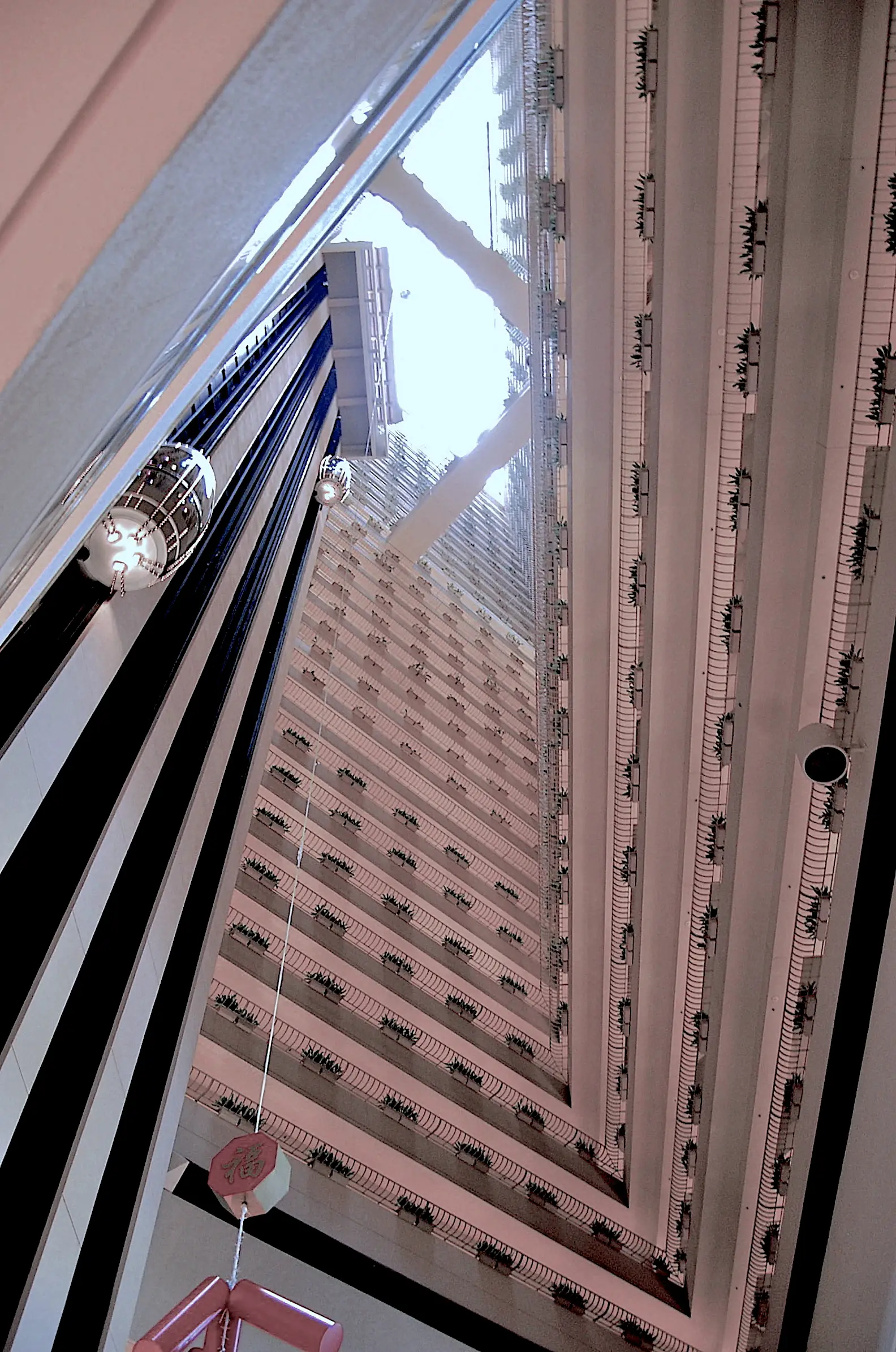 delicate pink rose petals